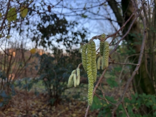 nieuw-onderzoek-naar-de-effecten-klimaatverandering-op-hooikoorts-pollen-met-kerst