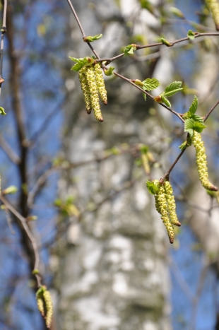 vroeg-begin-van-het-berkenpollenseizoen